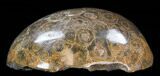Polished Fossil Coral Head - Morocco #35376-2
